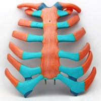 Modelo anatomico de cavidad toraxica torax desmontable - Alta Simulacion