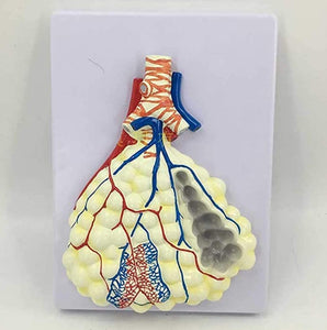 Kit de 2 Modelos Anatómico Del Sistema Respiratorio Humano pulmones