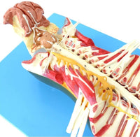 Modelo anatomico de espina dorsal humana anestesia columna vertebral nervio espinal
