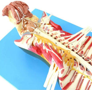 Modelo anatomico de espina dorsal humana anestesia columna vertebral nervio espinal