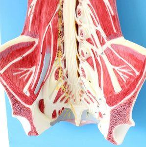 Modelo anatomico de espina dorsal humana anestesia columna vertebral nervio espinal