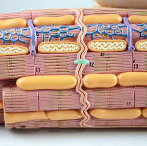 Modelo de Tejido Muscular cardíaco