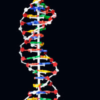 Estructura de ADN de 60cm