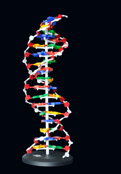 Estructura de ADN de 60cm