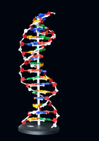 Estructura de ADN de 60cm
