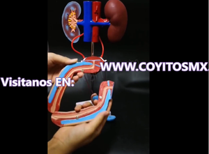 Modelo anatomico Masculino urinario genitourinario desmontable