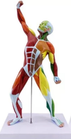 Modelo anatómico muscular humano colorido 50 CM
