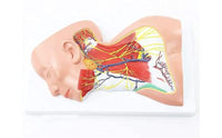 Modelo anatomico Neurovascular de cuello vena yugular
