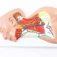 Modelo anatomico Neurovascular de cuello vena yugular