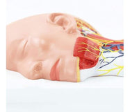 Modelo anatomico Neurovascular de cuello vena yugular
