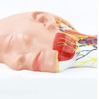 Modelo anatomico Neurovascular de cuello vena yugular