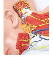 Modelo anatomico Neurovascular de cuello vena yugular
