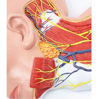 Modelo anatomico Neurovascular de cuello vena yugular