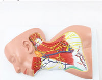 Modelo anatomico Neurovascular de cuello vena yugular
