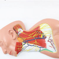 Modelo anatomico Neurovascular de cuello vena yugular