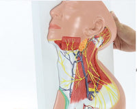 Modelo anatomico Neurovascular de cuello vena yugular
