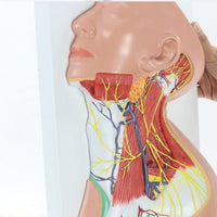 Modelo anatomico Neurovascular de cuello vena yugular