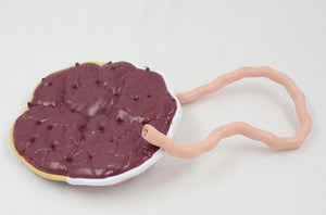 Modelo de placenta humana