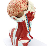 Modelo Anatómico Facial cabeza y cuello  / cerebro Y vasos sanguíneos
