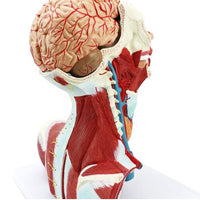 Modelo Anatómico Facial cabeza y cuello  / cerebro Y vasos sanguíneos