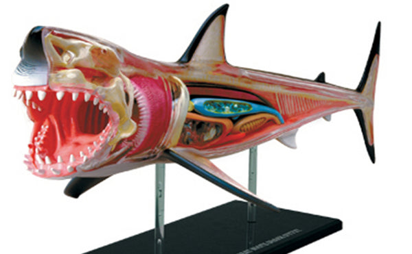 Modelo anatómico de tiburón en 4D
