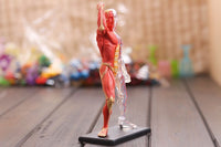 Modelo Anatomia Humana muscular y circulatorio con transparencias en 4D
