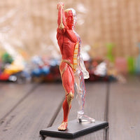 Modelo Anatomia Humana muscular y circulatorio con transparencias en 4D