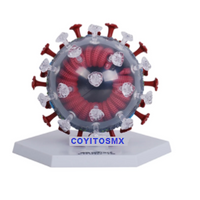 Modelo anatomico de coronavirus COVID-19  SARS-2  corona virus 50 Pzas desmontable