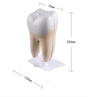 Estructura de molar humana saludable
