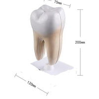 Estructura de molar humana saludable