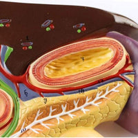 Modelo anatomico duodeno