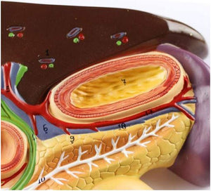 Modelo anatomico duodeno