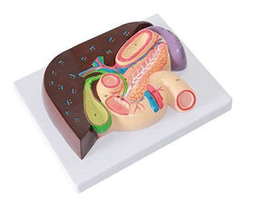 Modelo anatomico duodeno