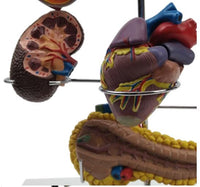 Modelo anatomia complicaciones diabetes 
