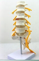 Modelo de vértebra lumbar,(nervio ciático)