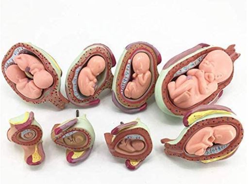 desarrollo fetal