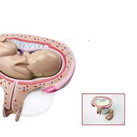 Kit de 8 modelos -  Desmontables del Desarrollo fetal embrionario - bebe y gemelos embarazo