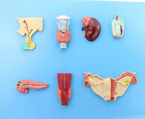 Modelo de Sistema endocrino Humano