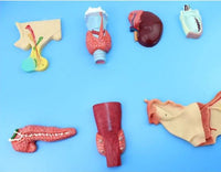 Modelo de Sistema endocrino Humano
