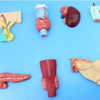 Modelo de Sistema endocrino Humano