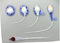 Modelo proceso de formación de espermatozoide
