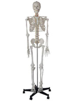esqueleto humano
