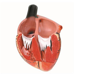 Corazón Humano Magnificado X3 - cardiologia