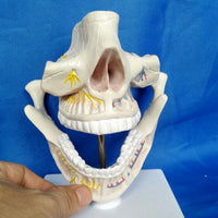 Modelo mandíbula de humano adulto