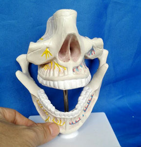 Modelo mandíbula de humano adulto