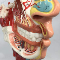 Modelo de Cabeza y Rostro Humano con Vasos sanguíneos y Nervios
