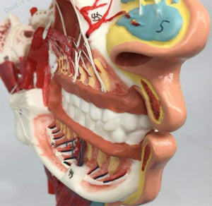 Modelo de Cabeza y Rostro Humano con Vasos sanguíneos y Nervios