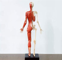 Modelo Anatomico Esqueleto muscular 60cm
