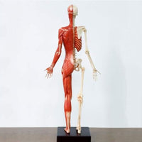 Modelo Anatomico Esqueleto muscular 60cm