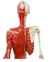 Modelo Anatomico Esqueleto muscular 60cm
